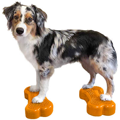 FitPAWS K9FITbone