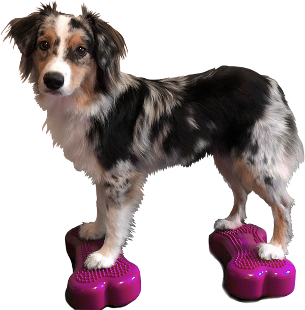 FitPAWS K9FITbone