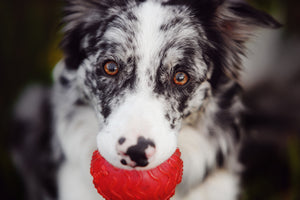 Choosing the Paws-itively Perfect Toy for Your Dog
