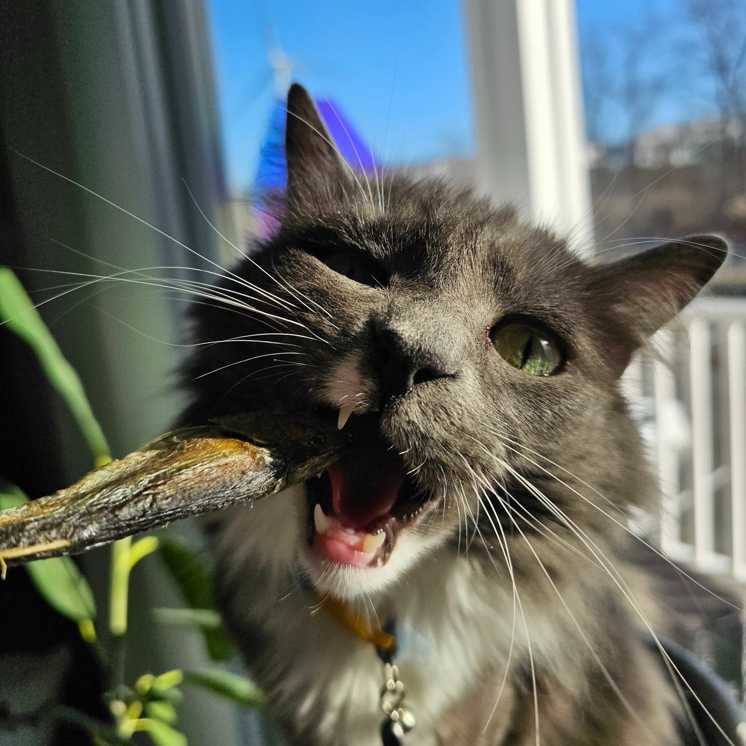 Totally Hook'd Freeze-Dried Herring