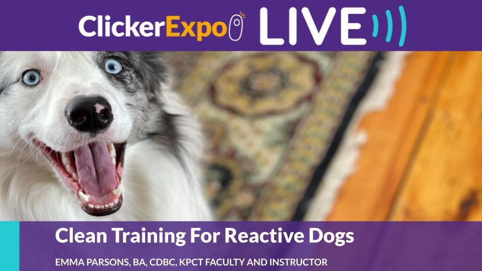 Clean Training for Reactive Dogs - Video on Demand