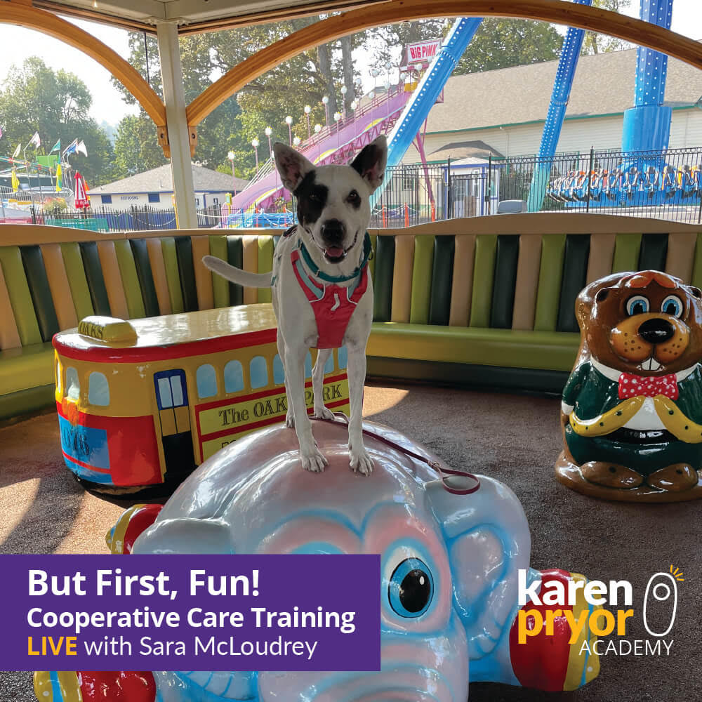 But First, Fun! Cooperative Care Training with Sara McLoudrey