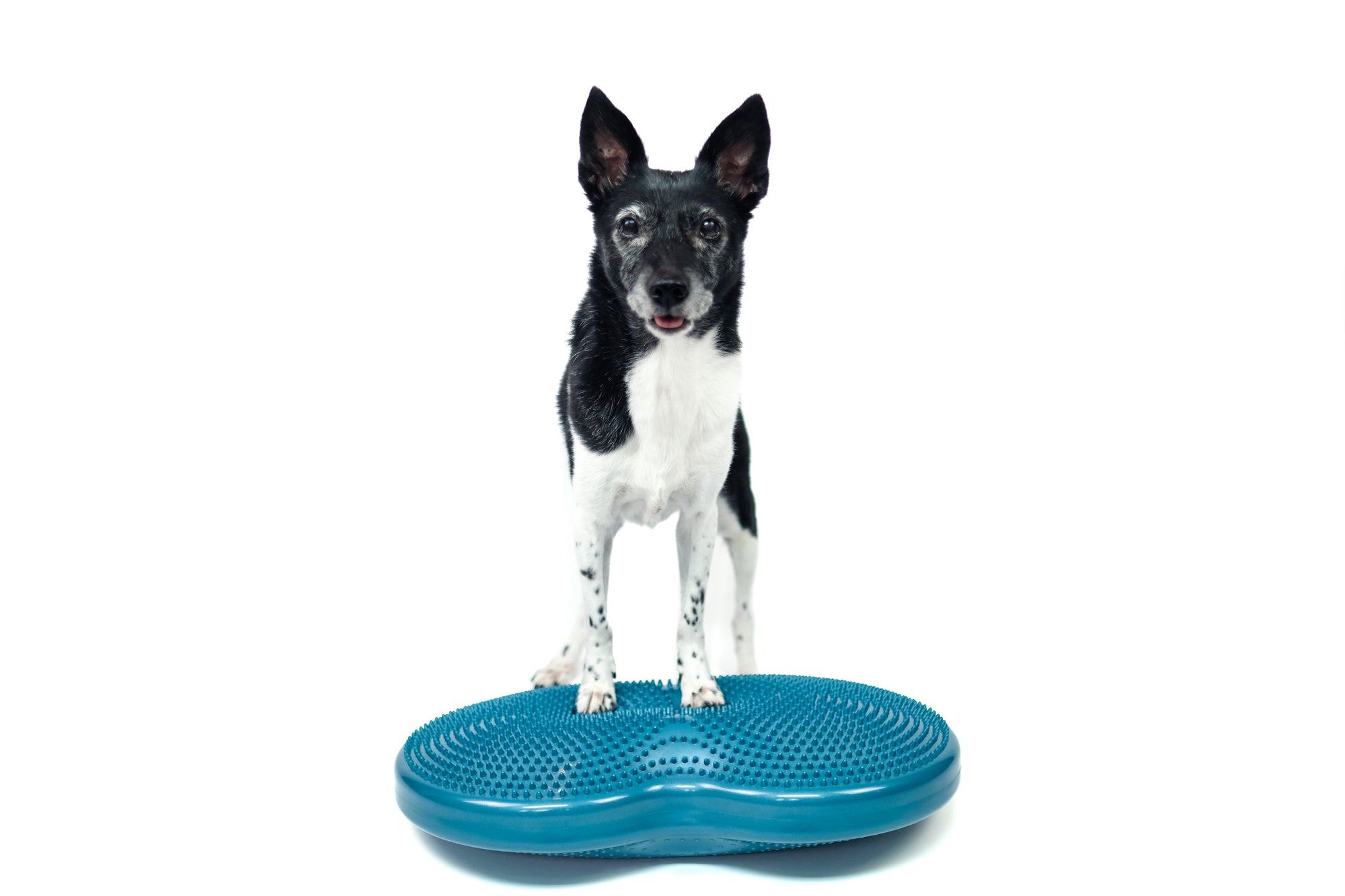 FitPaws® Duo Disc Teal