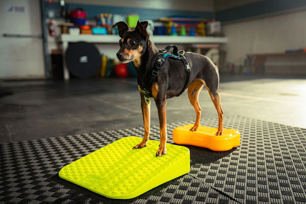 FitPaws® Balance Ramp