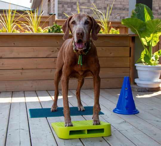 FitPaws® Balance Ramp