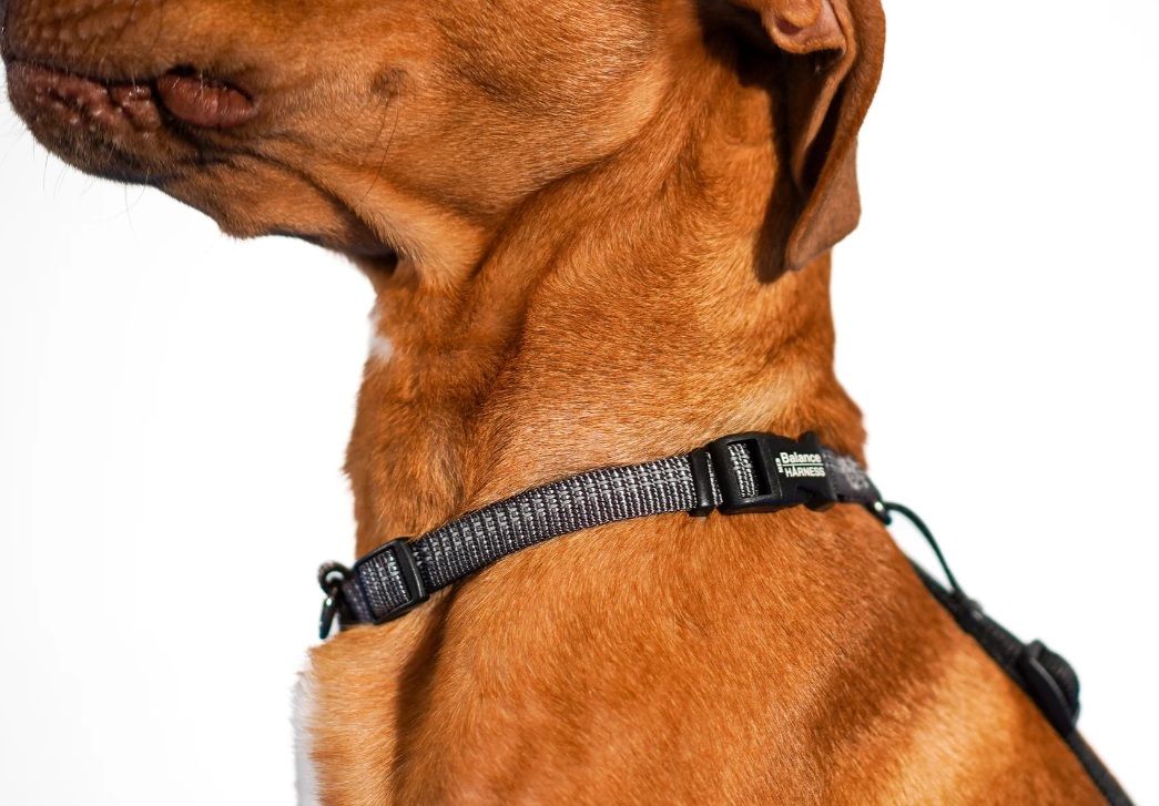 Blue 9 Reflective Balance Harness Karen Pryor Clicker Training
