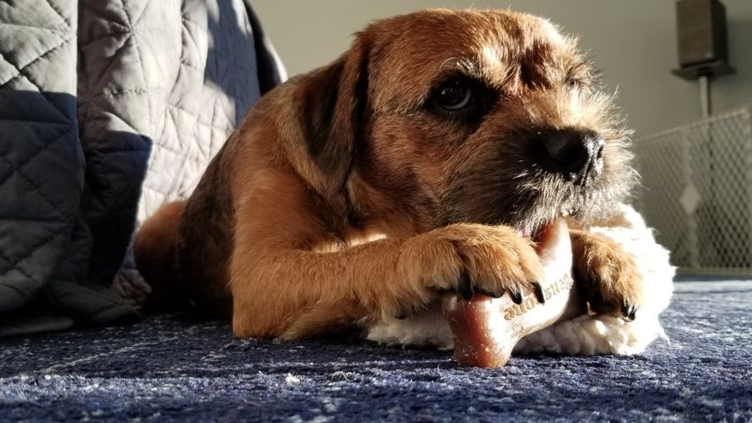 What's Mine is Mine: Preventing and Treating Resource Guarding