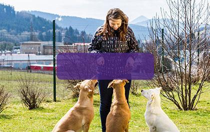 A picture of a womean training three dogs with a scenic mountain scape in the background.
