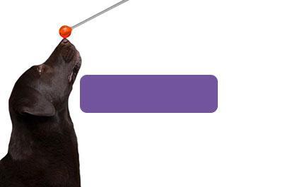 A picture of a chocolate lab touching a target stick. The target is red.