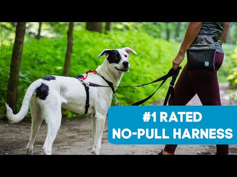 Balance Harness - Fully Adjustable Dog Harness - Clean Run