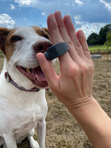 A grey ring with a button on top to click. In this picture the ring is shown on a person's index finger and they are holding it up in front of a brown and white dog. 