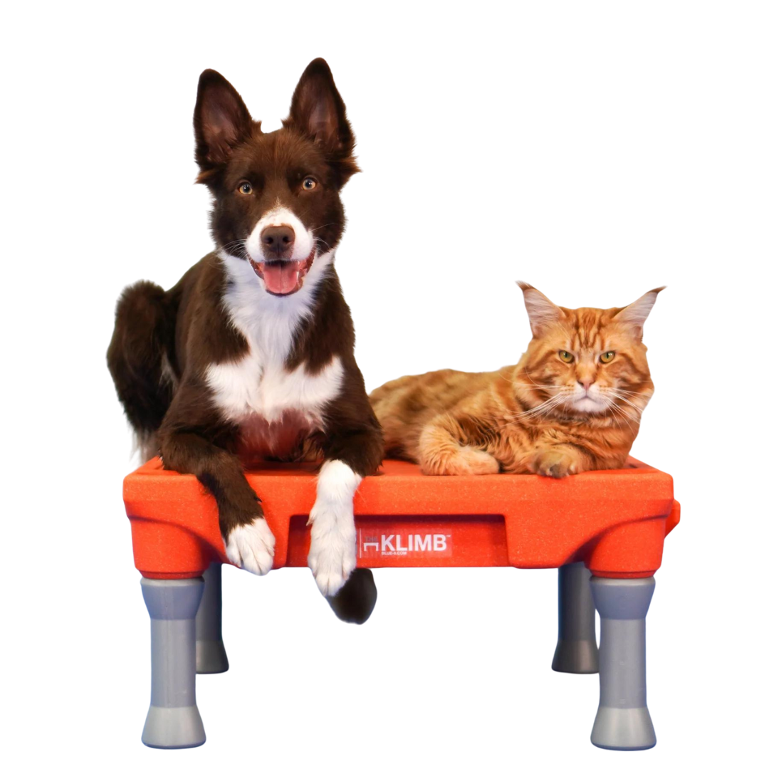Klimb dog platform best sale