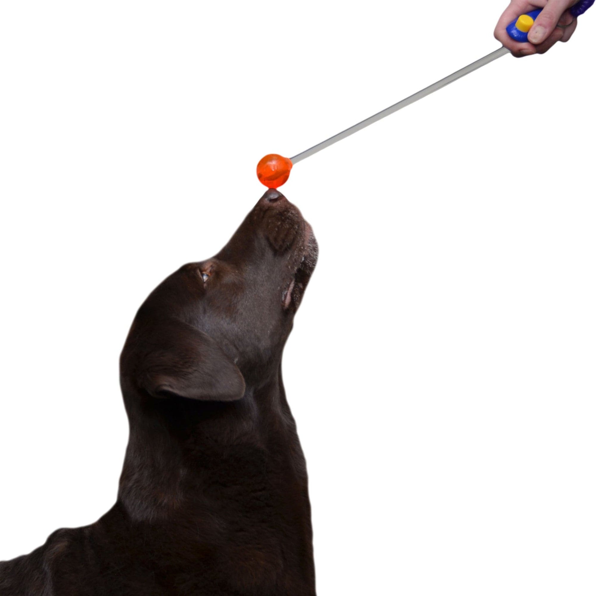 Lure Stick - Brandon McMillan's Canine Minded